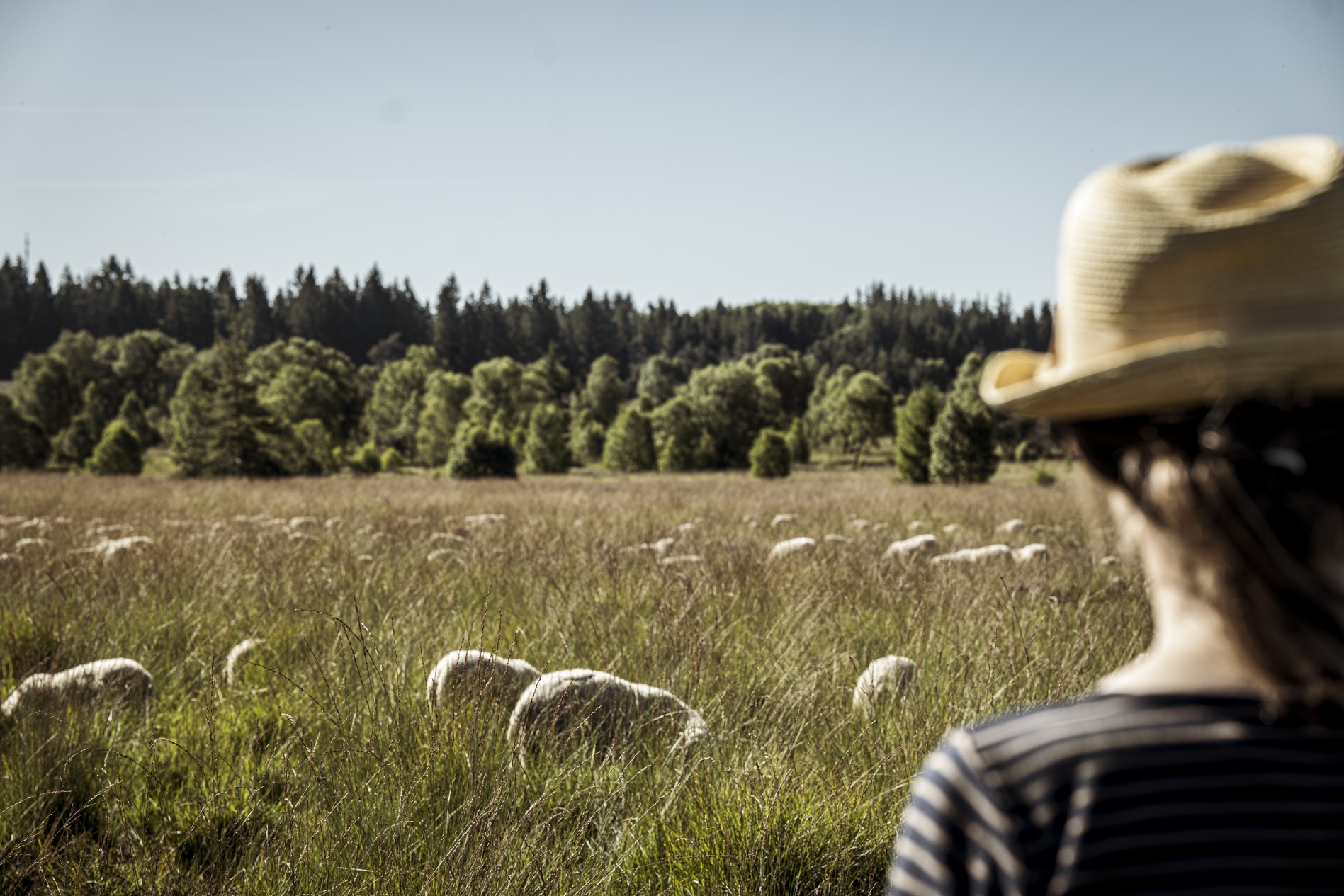 Gaec Revenons Nos Moutons F D Ration Des Parcs Naturels R Gionaux